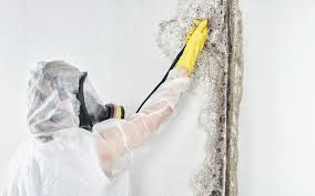 Biohazard Mold Removal in Williamson, WV